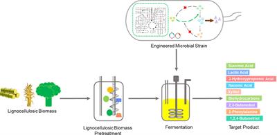 Metabolic engineering in lignocellulose biorefining for high-value chemicals: recent advances, challenges, and outlook for enabling a bioeconomy